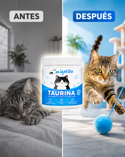 Una forma sencilla de complementar la nutrición de tu gato.
